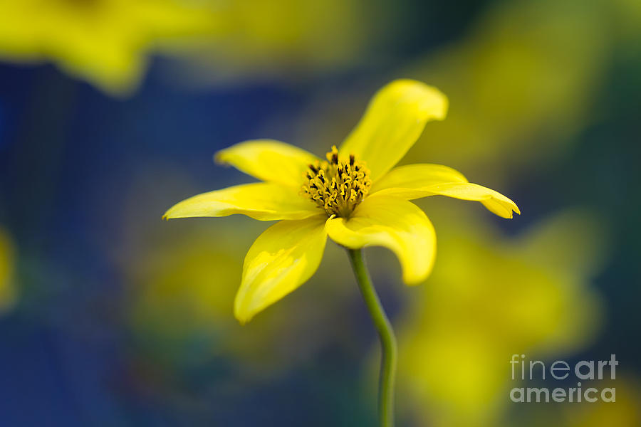 Little Yellow Flower Photograph by Mimi Ditchie
