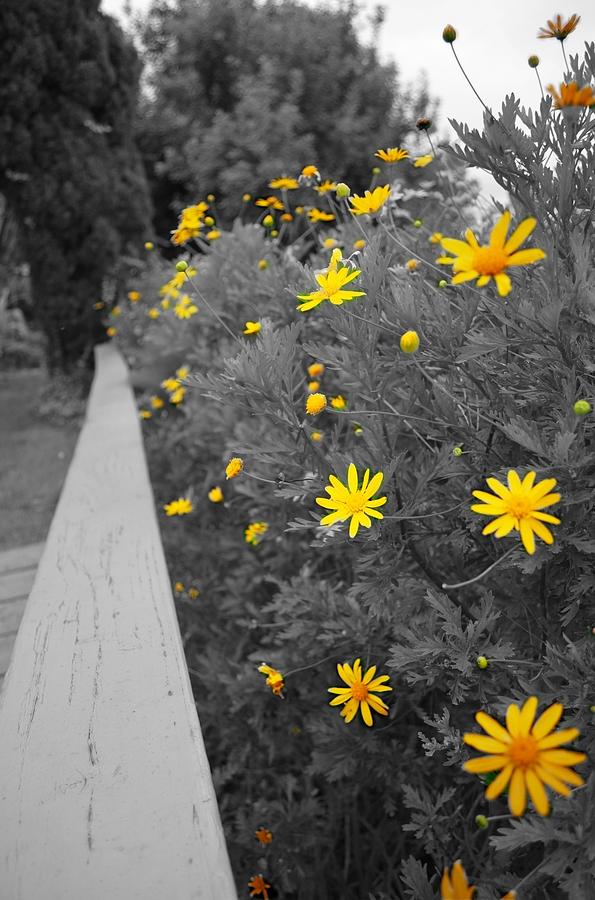 Little Yellow Flowers Photograph