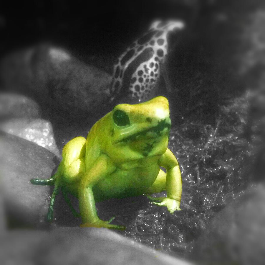 Little Yellow Frog Photograph