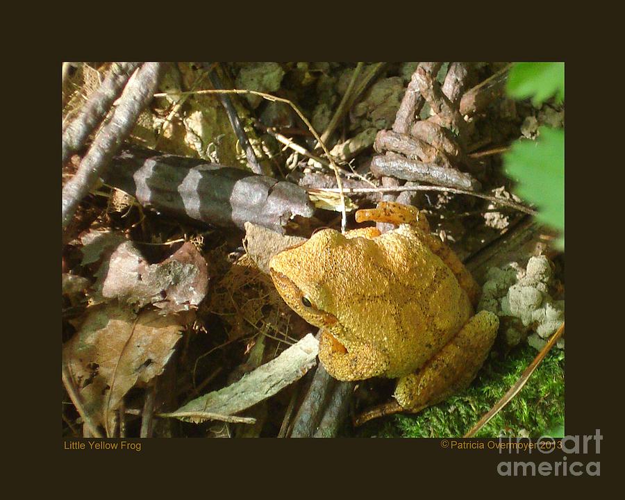 Frog Photograph - Little Yellow Frog by Patricia Overmoyer