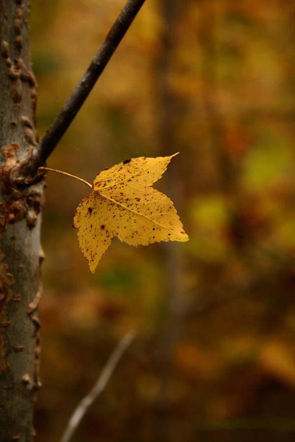 Little Yellow Leaf Photograph by Karen Harrison Brown
