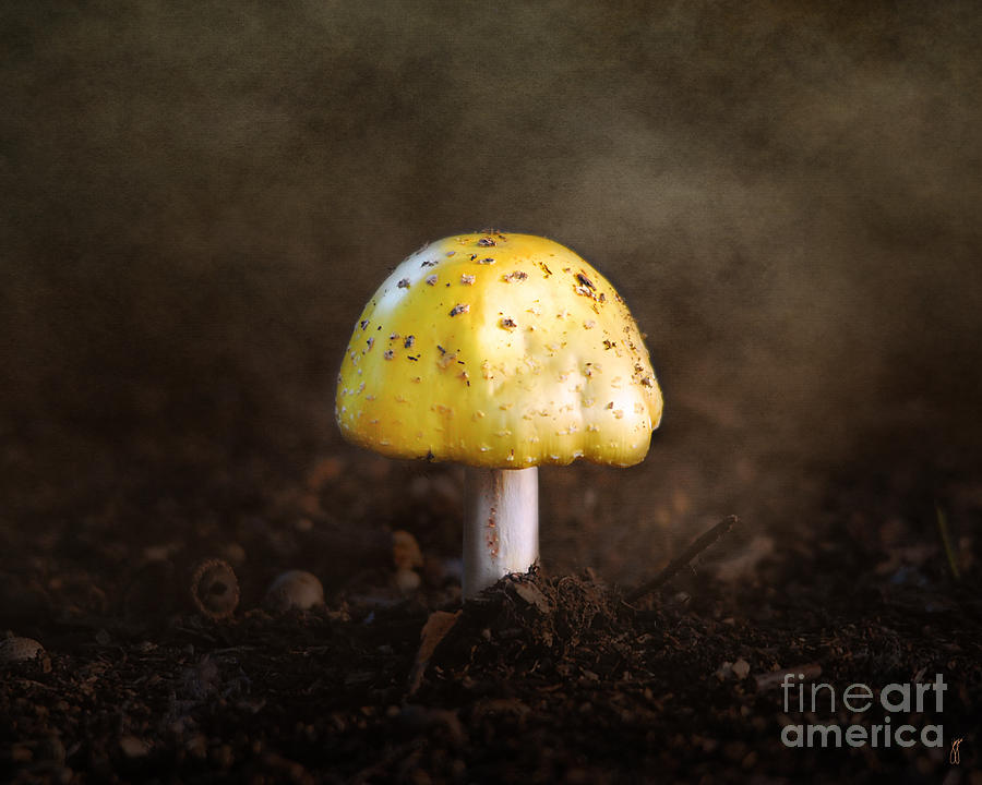 Little Yellow Mushroom Photograph by Jai Johnson