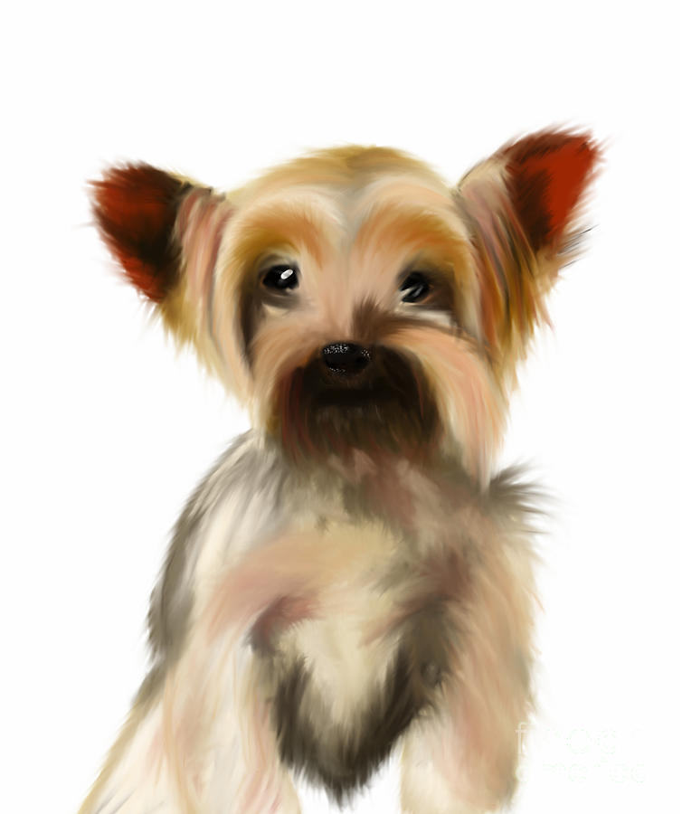 Cute Yorkie Pup on a White Background  Painting by Barefoot Bodeez Art