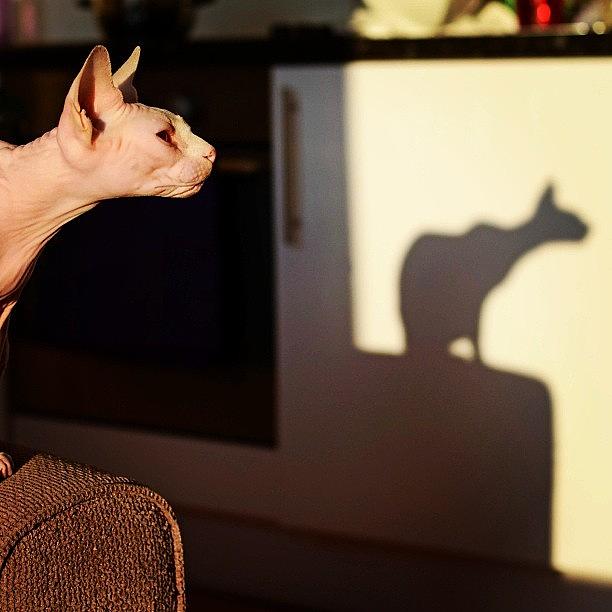 Cat Photograph - #littlegee #sphynx #shadow by Samantha Charity Hall