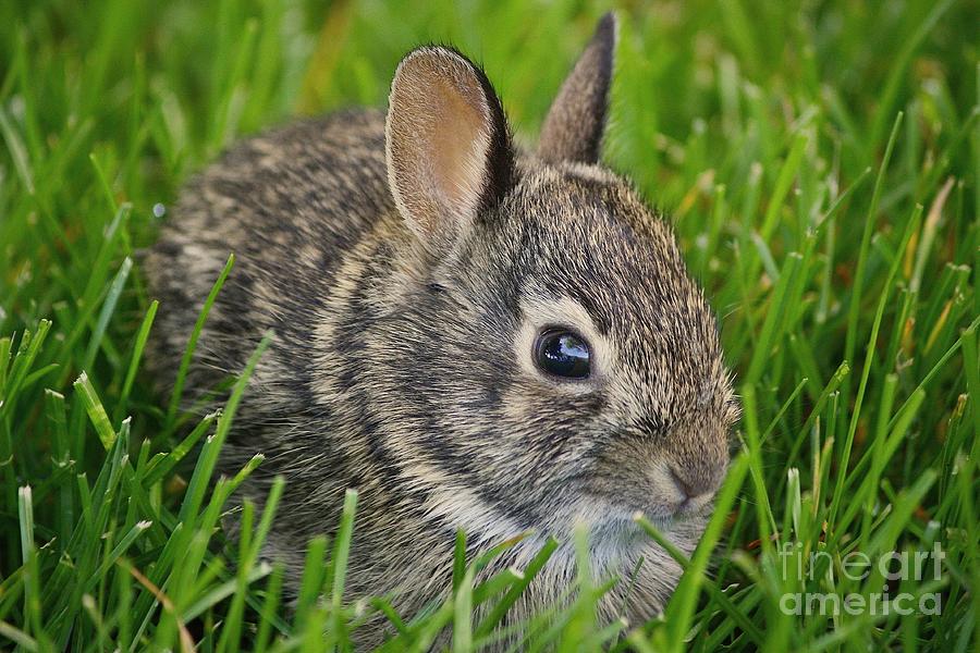 Littlest Rabbit Photograph by Veronica Batterson
