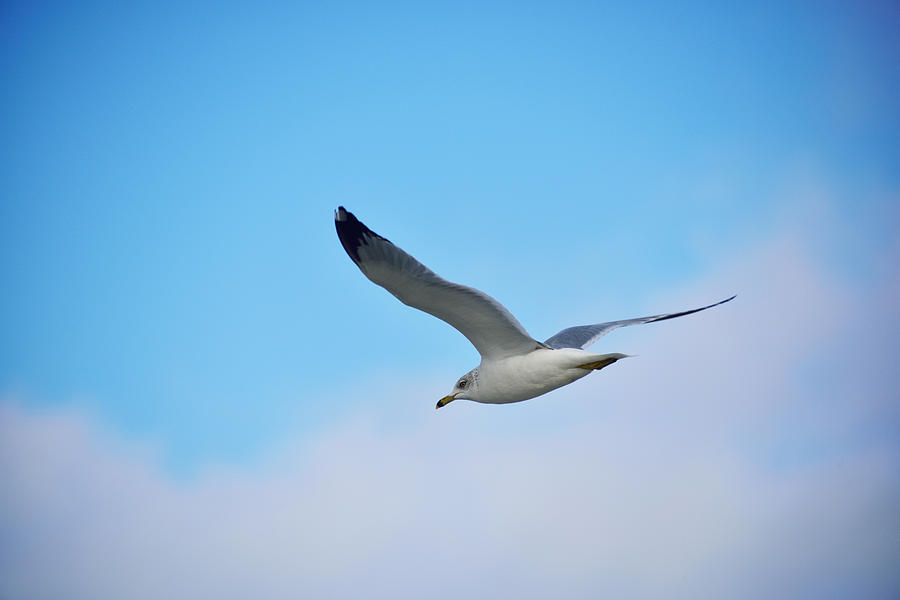 Sea Gull Simplicity Photograph