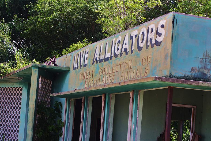 Alligator Photograph - Live Alligators by Chuck Hicks