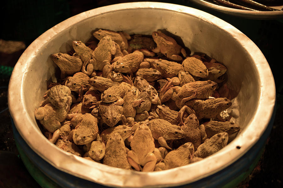 Live Frogs At Open Air Market, Bangkok Photograph by Michael Okimoto