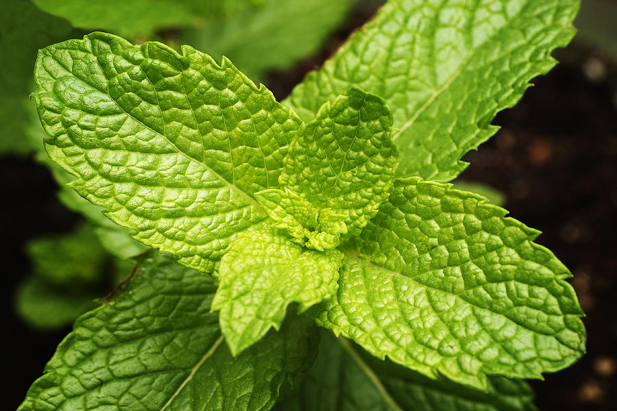 Live Mint Plant Photograph by Donald Erickson - Fine Art America