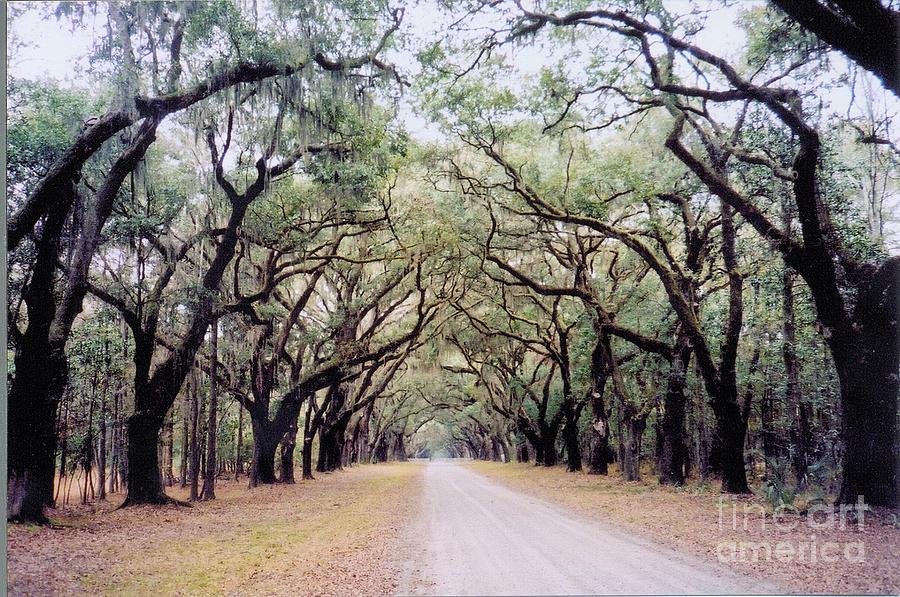 Live Oak Allee' Photograph by Debbie Bailey | Pixels