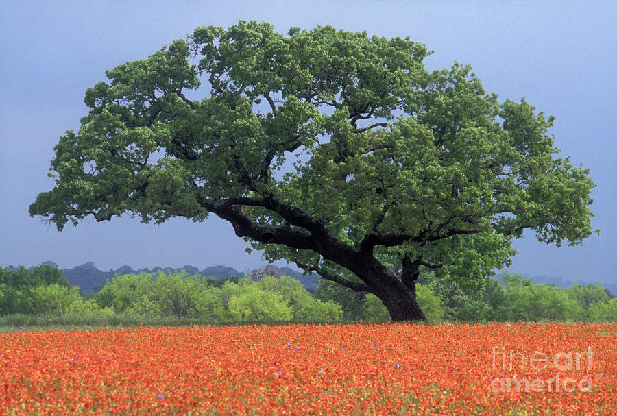 Tree Photograph - Live Oak and Paintbrush - FS000920 by Daniel Dempster