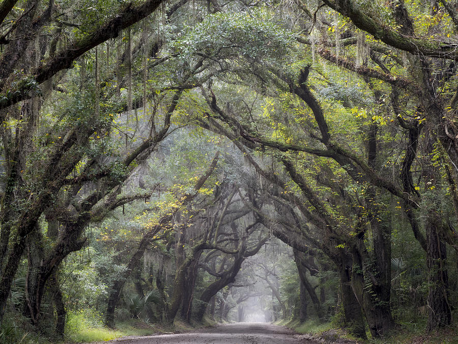 Nature Photograph - Live Oak Archway Horizontal  3 by Jo Ann Tomaselli