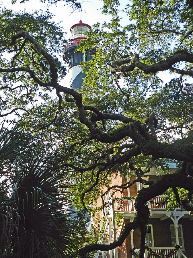 Live Oak at St. Augustine Lighthouse Photograph by Deborah Ferree