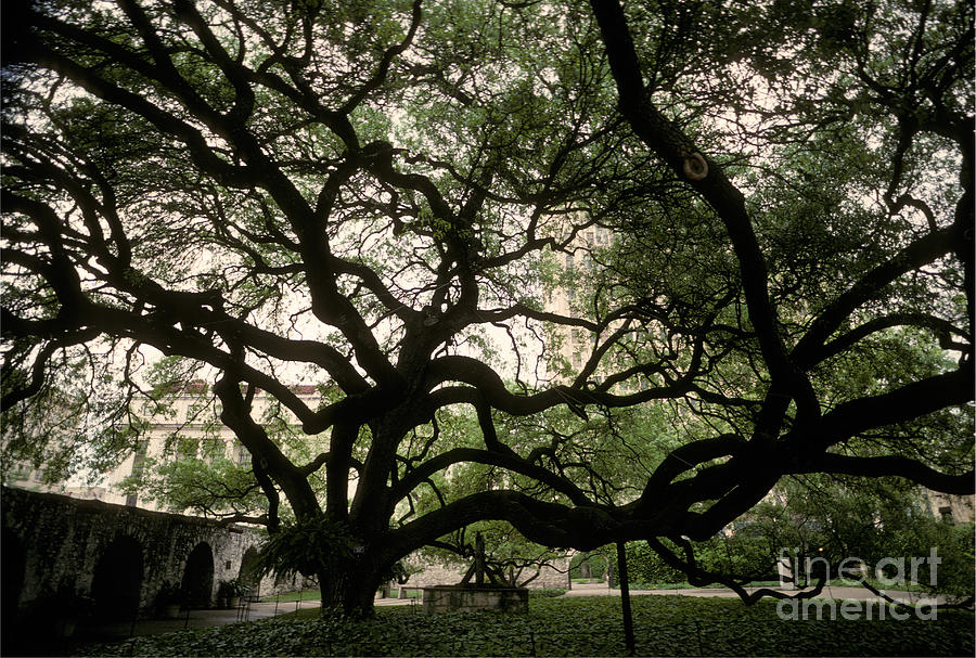 Live Oak At The Alamo, Texas Photograph by Ron Sanford