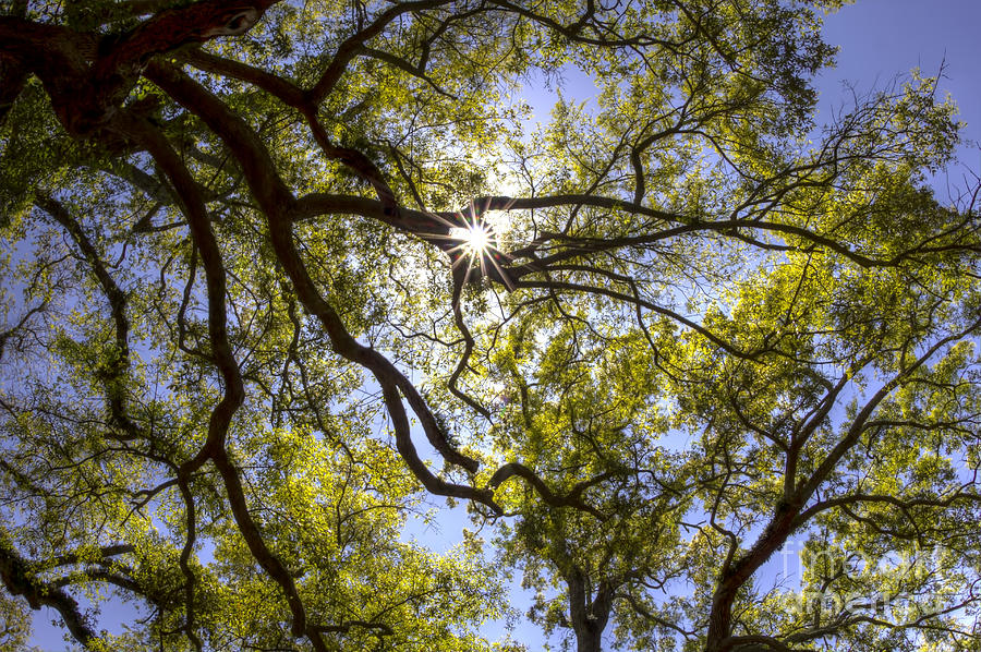 Spring Photograph - Live Oak Canopy by Joan McCool
