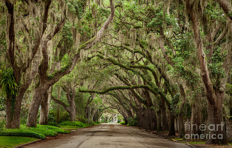 Live Oak Canopy Over Road In St Augustine Florida Photograph by Jim ...