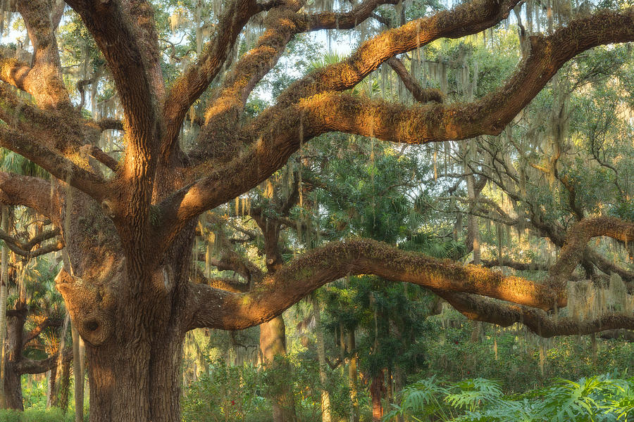 Tree Photograph - Live Oak by Chris Moore