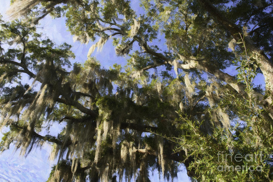 Live Oak Dripping with Spanish Moss Photograph by Dale Powell