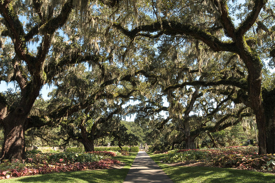 Live Oak Forest Photograph by Dulce Levitz