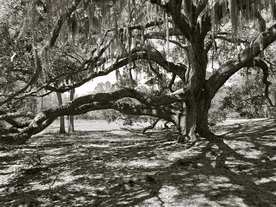 Live Oak in Black and White Photograph by Debra Haworth | Fine Art America