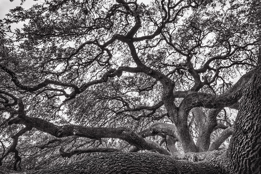 Live Oak in San Antonio Photograph by Diana Powell