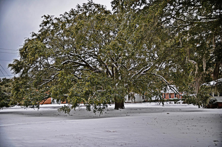 Live Oak in Snow Photograph by Linda Brown
