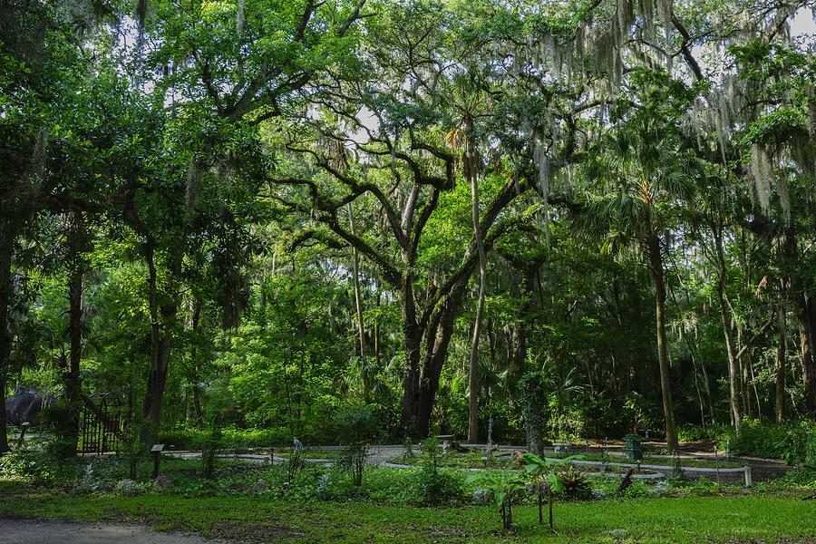 Live Oak in Sugar Mills Botanical Garden Photograph by Steve Samples ...