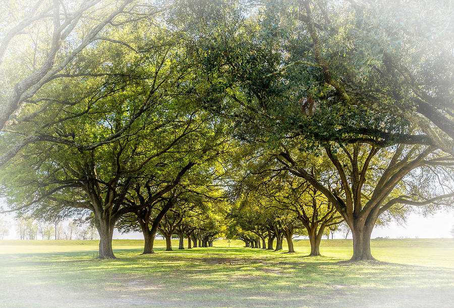 live oaks journey