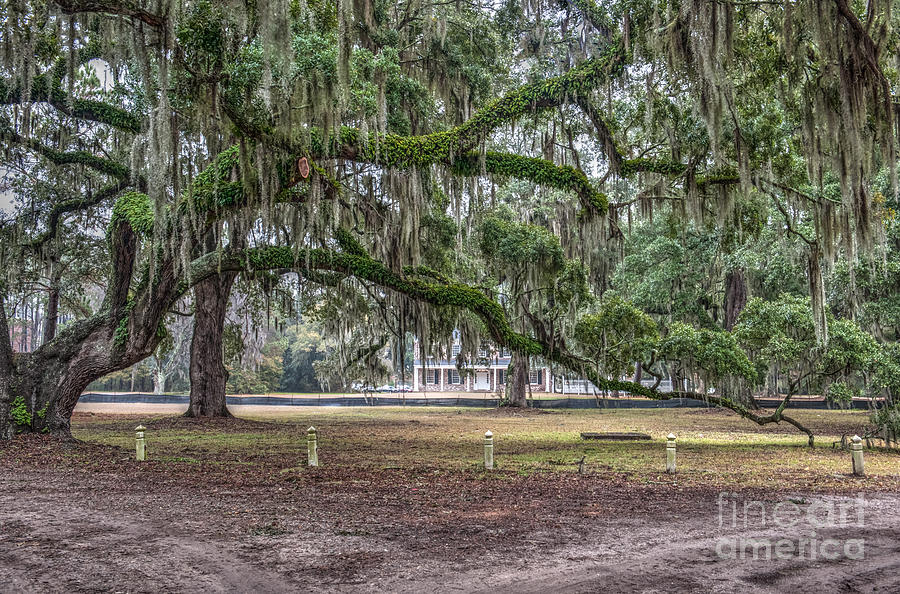 Live Oak Tree Dripping with Spanish Moss Photograph by Dale Powell