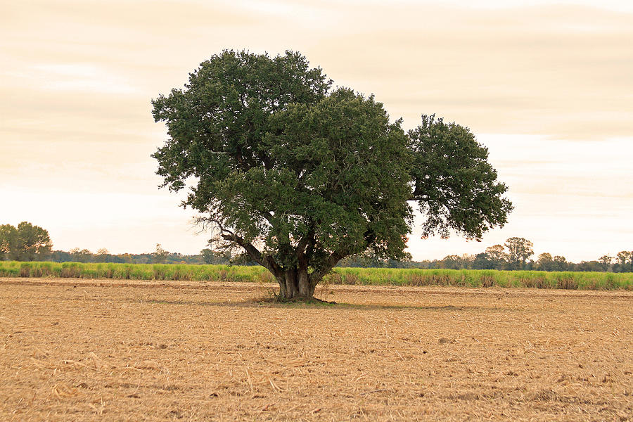 Live Oak Tree In A Sugarcane Field Photograph By Ronald Olivier - Pixels