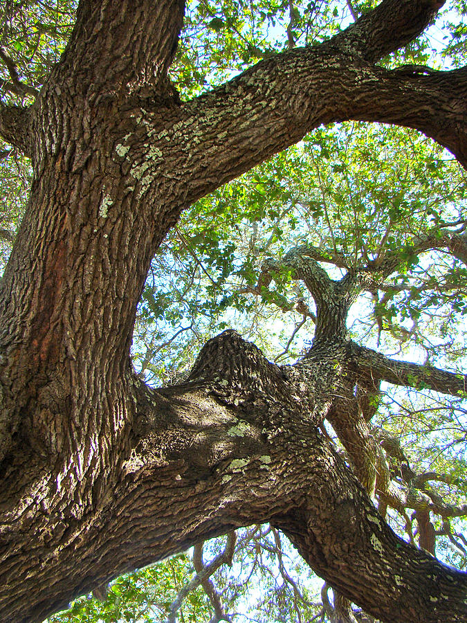 Live Oak Tree - Outer Banks NC - Buxton Photograph by Carol Senske ...