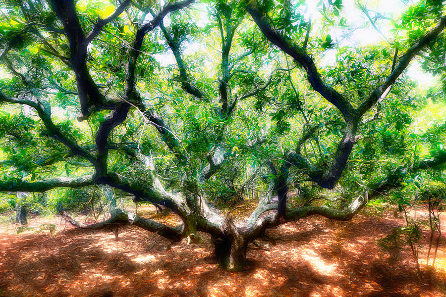 Live Oak Tree - Outer Banks Surreal Art Painting by Dan Carmichael