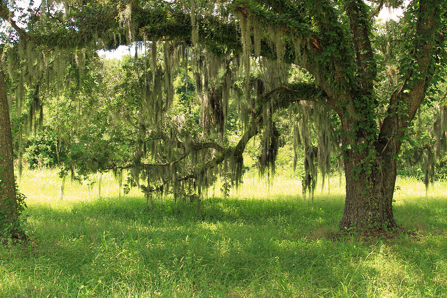 Live Oak Tree Photograph by Ronald Olivier Pixels