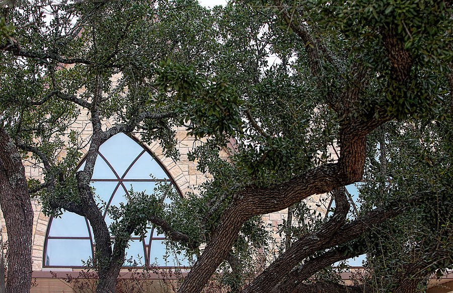 Live Oak Tree with Chruch Windows Photograph by Linda Phelps