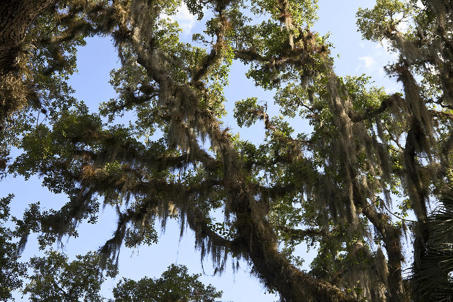 Live Oak Tree with Moss Photograph by Sally Weigand | Fine Art America