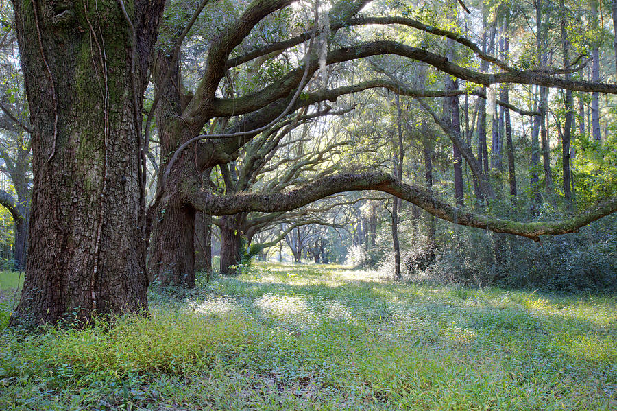 Live Oak Trees in Charleston South Carolina Photograph by Pierre Leclerc Photography