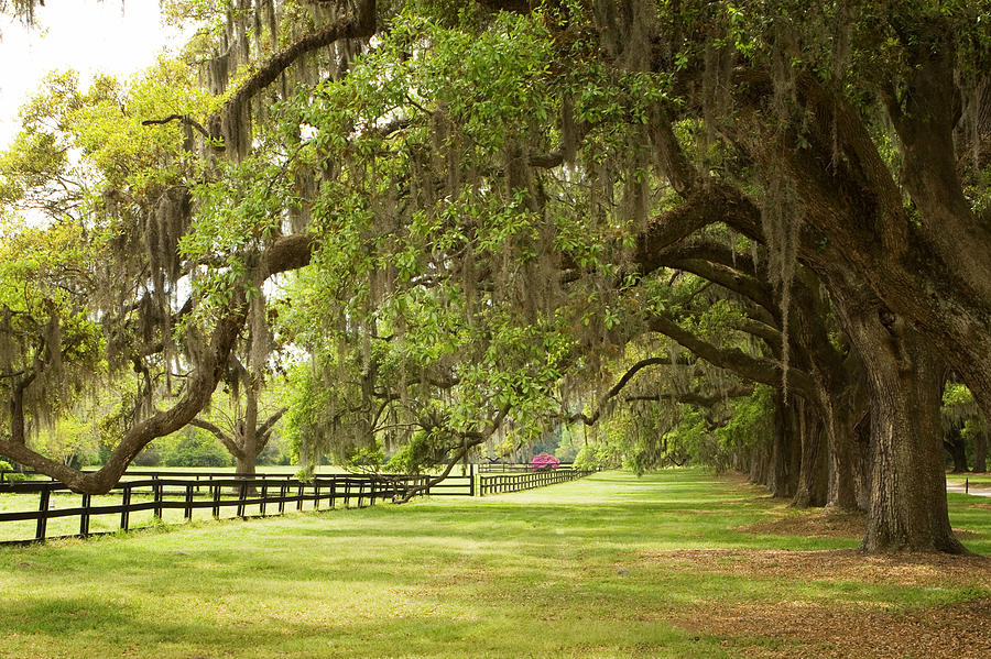 Live Oak Trees In Charleston Photograph