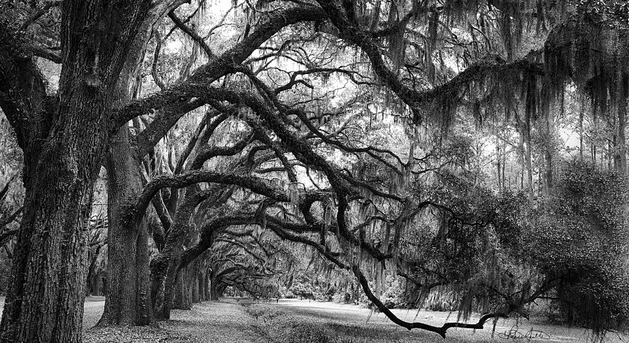 Live Oak Tunnel - Black and White Photograph by Renee Sullivan