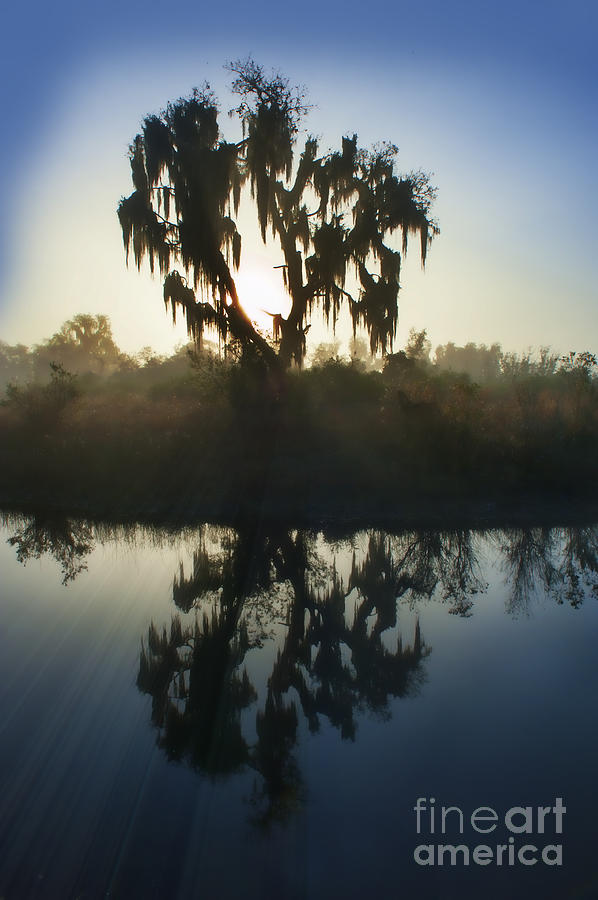 Live oak with Spanish Moss in morning Photograph by Dan Friend
