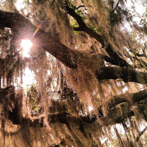 Live Oak With Spanish Moss Photograph by Stacey Kalina
