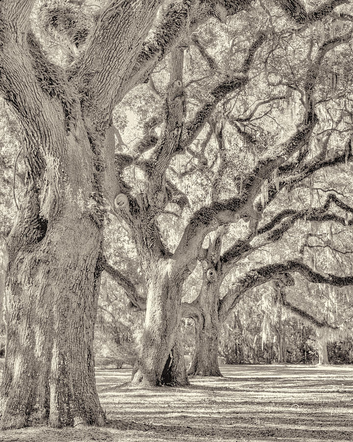 Black And White Photograph - Live Oaks-1 by Bill LITTELL