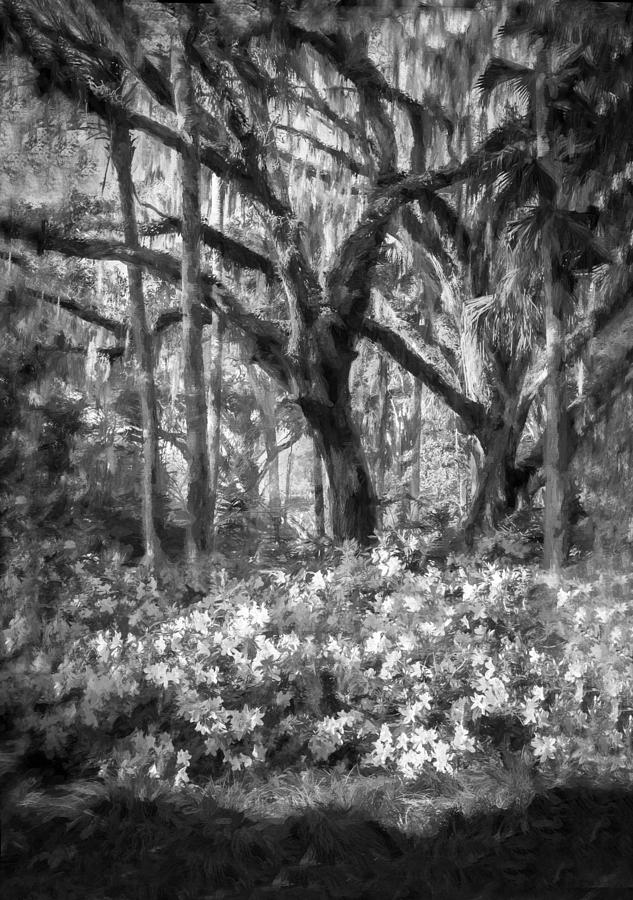 Live Oaks and Azaleas Painted BW Photograph by Rich Franco