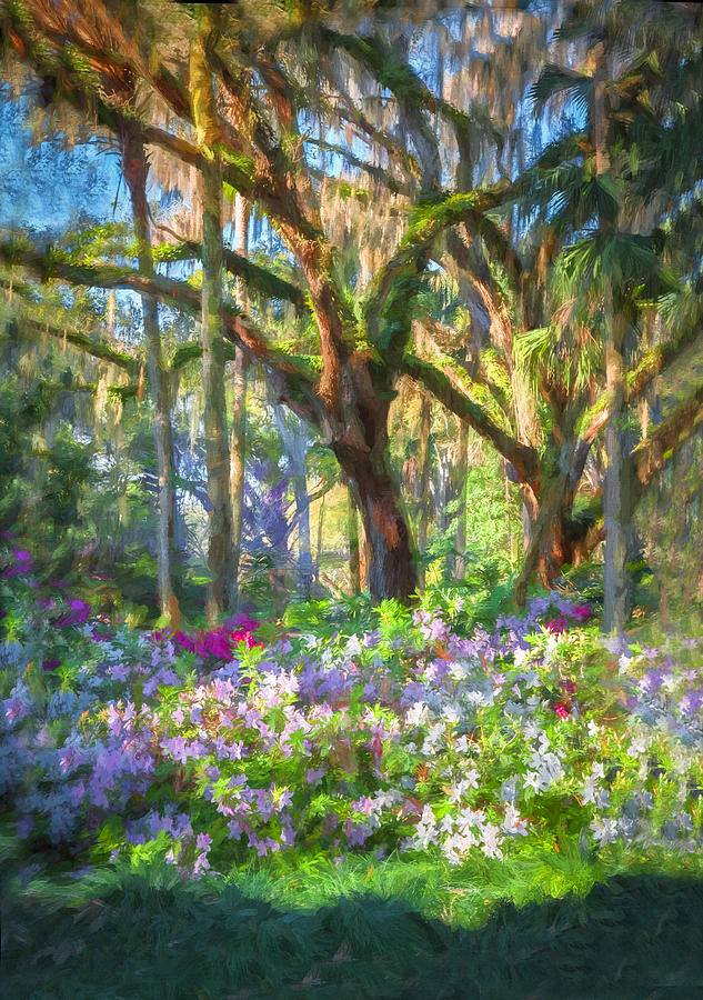 Live Oaks and Azaleas Painted  Photograph by Rich Franco