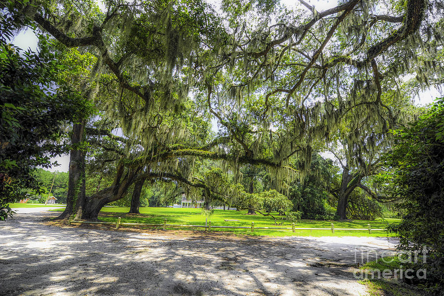 Live Oaks Dripping with Spanish Moss Photograph by Dale Powell