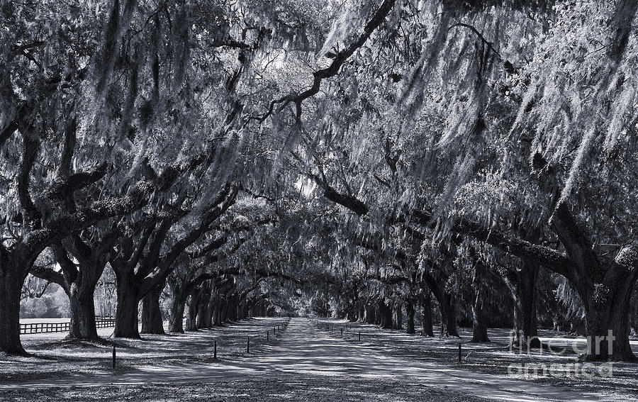 Live Oaks in Cynotype Photograph by Jill Lang