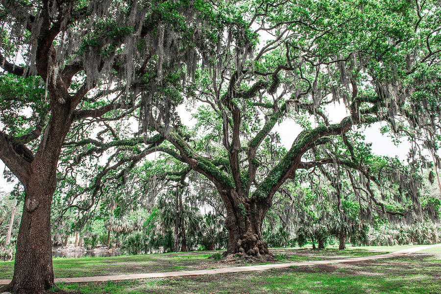 Live oaks with moss Photograph by Jeff Tureaud - Fine Art America