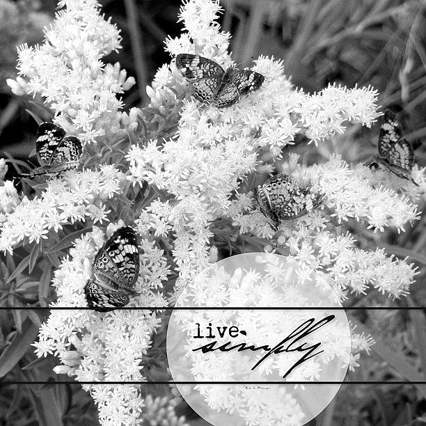 Live  S I M P L Y || So My Sister E Photograph by Traci Beeson