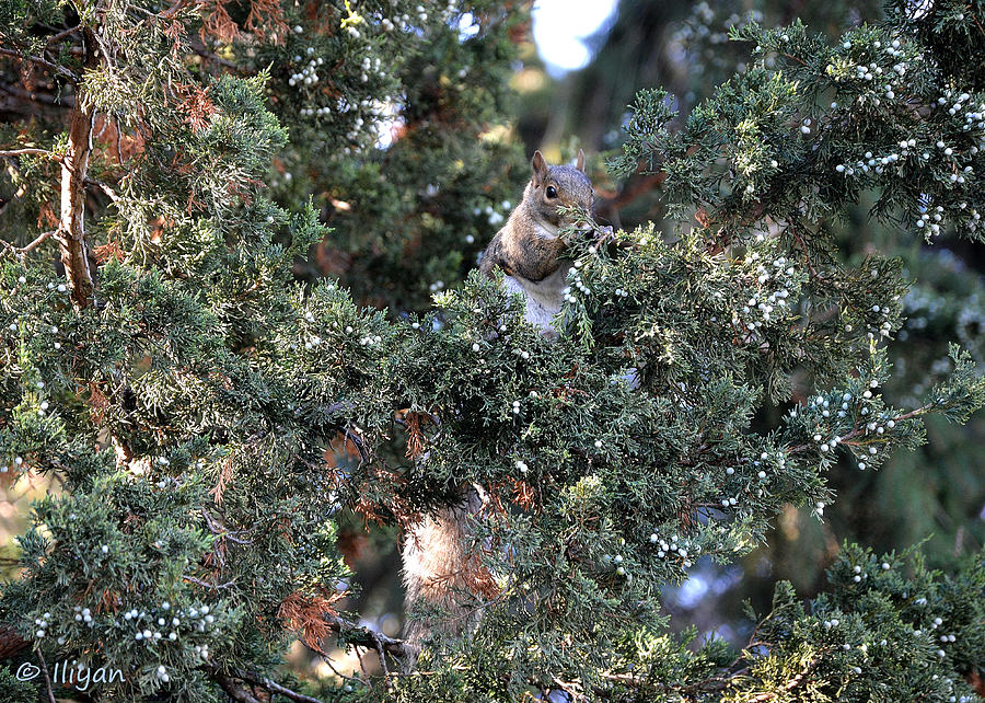 Squirrel Photograph - Live Squirrel Ornament by Iliyan Bozhanov