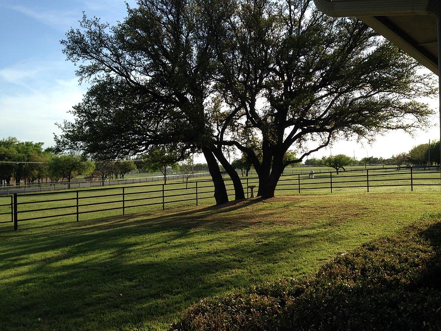Liveoaks in Texas Photograph by Shawn Hughes