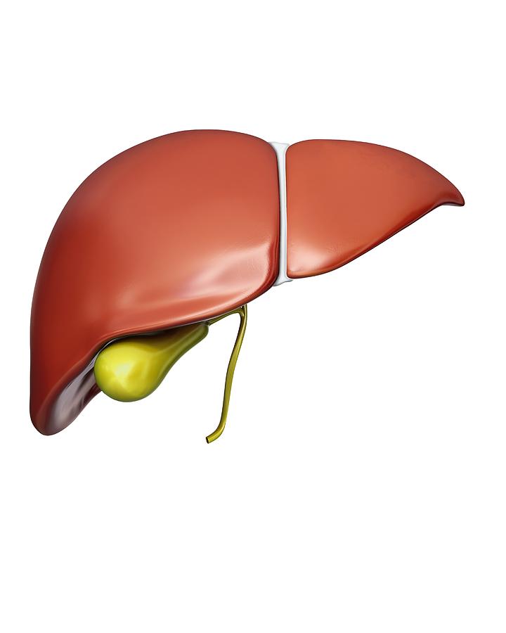 Liver and gall bladder, illustration Drawing by Pixologicstudio/science Photo Library